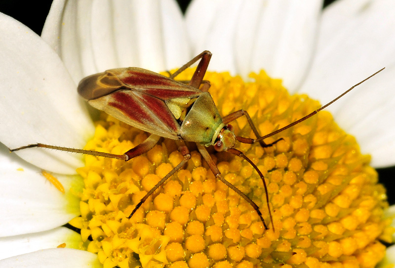Miridae: Calocoris roseomaculatus